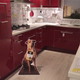 Illustration for article titled Ikea Is Pretty Sure You Need a Puppy to Go With That Billy Bookcase